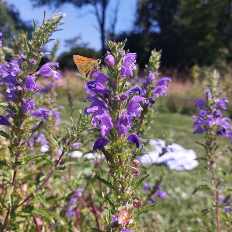 Les élixirs de Terre Mère