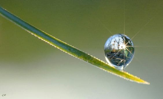 ben service goutte d eau herbe