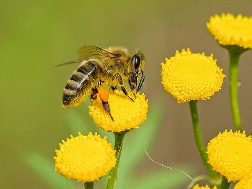 Maya label abeille fleur