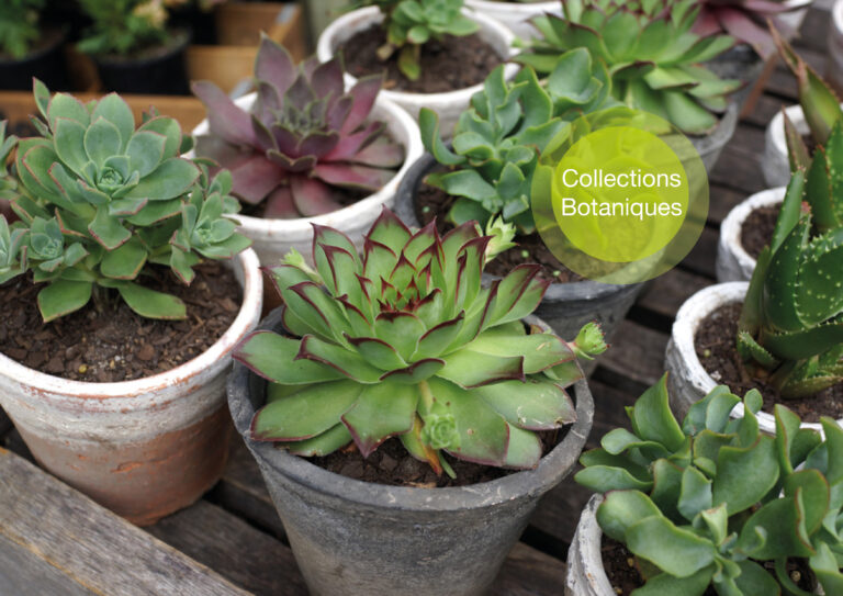 Collections Botaniques