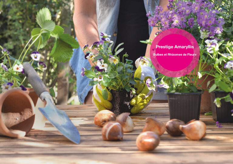 Prestige Amaryllis