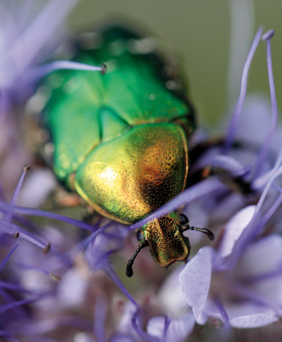 Insecte vert métallisé sur fleur violette, gros plan nature coloré et détaillé.