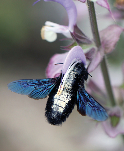 Abeille solitaire aux ailes bleues butinant une fleur violette, détail naturel saisissant.