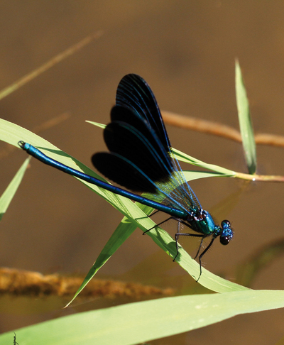 Libellule aux ailes noires et bleu métallique posée sur une feuille verte, nature en détail.