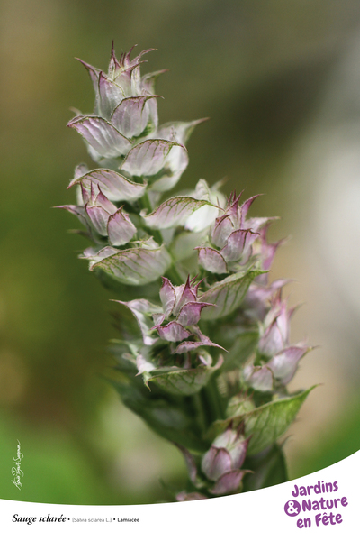 Fleur de sauge sclarée, épis délicats roses et blancs en gros plan naturel.