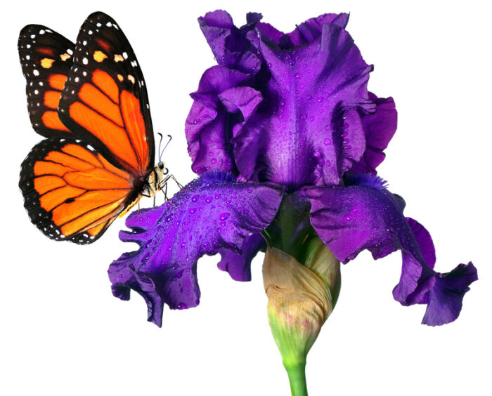 Un papillon sur un iris papillon violet couvert de rosée, scène naturelle délicate.