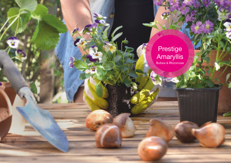 Prestige Amaryllis