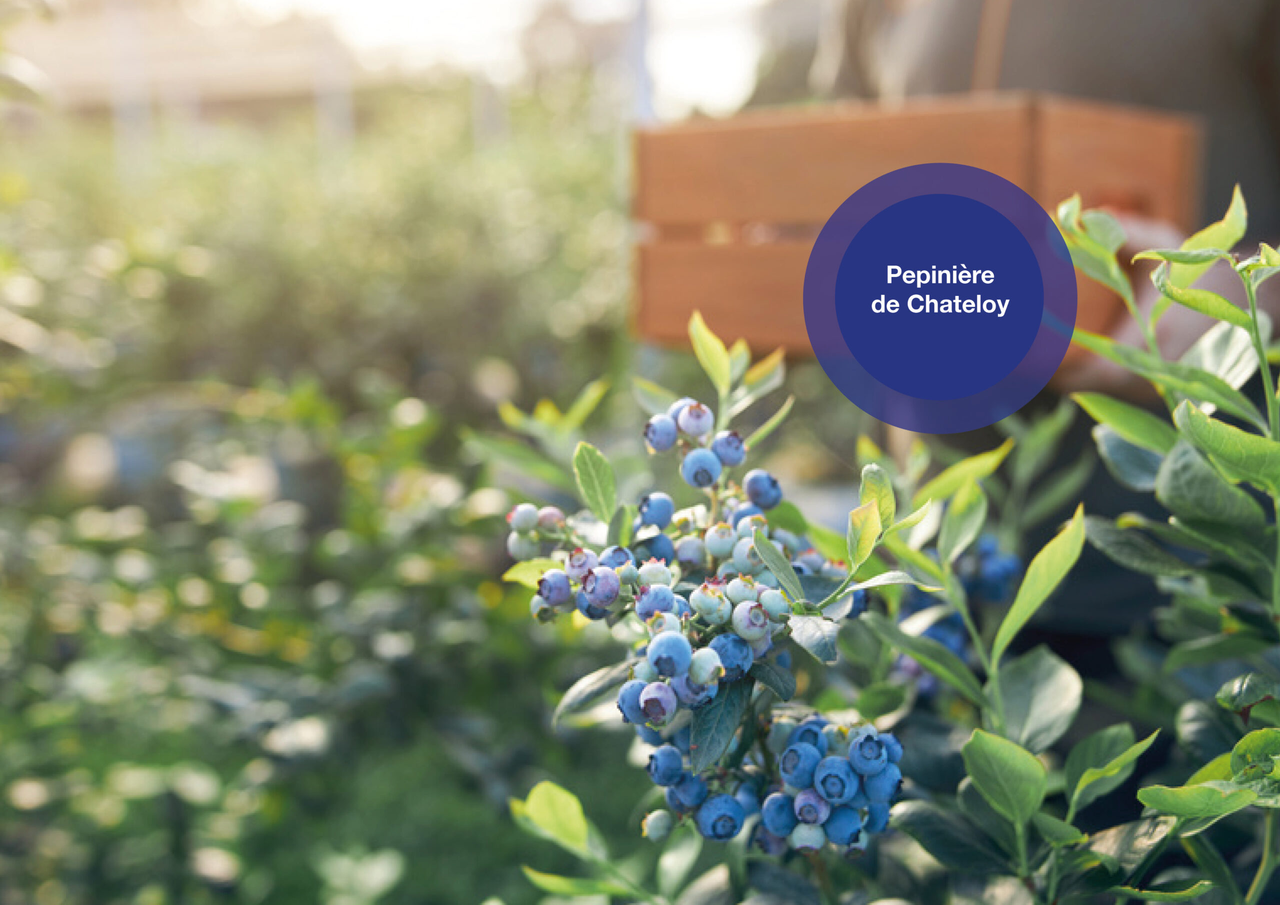 Pépinière de Chateloy