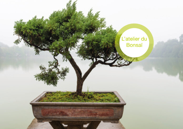 L&rsquo;atelier du Bonsaï