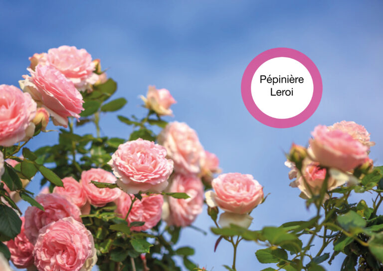 Pépinière Leroi