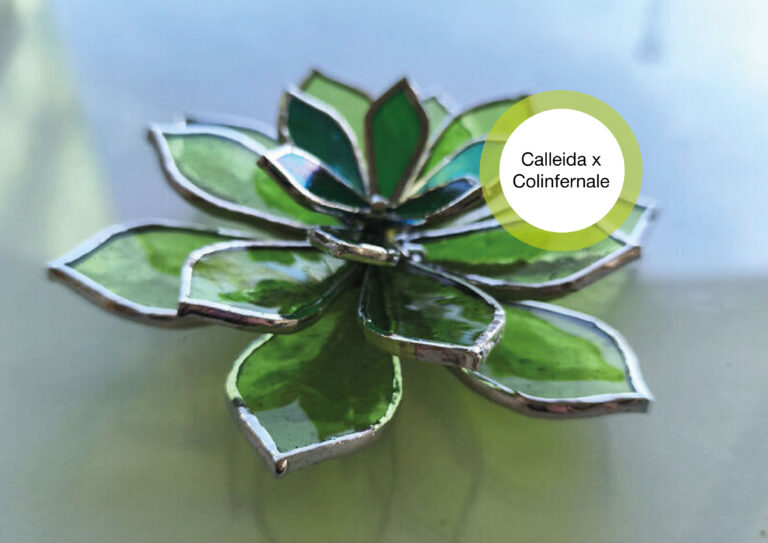 Calleida x Colinfernale